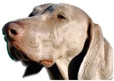 lubtips6 olfato canino 1 La nariz sabe – Uso del olor como prueba de campo del análisis de lubricante