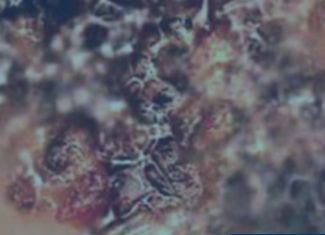 El microdieseling y sus efectos en el aceite